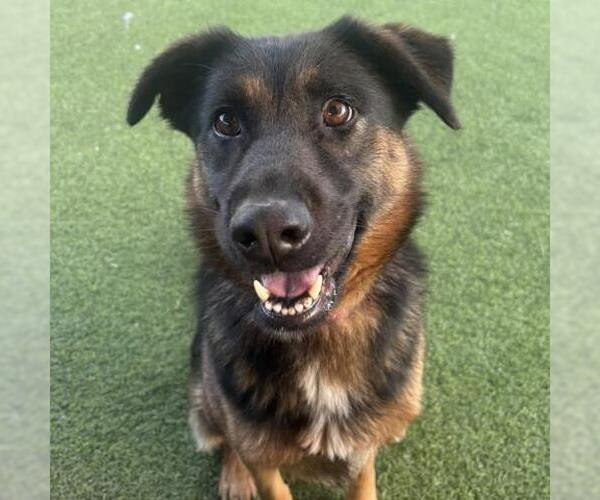 Medium Photo #2 German Shepherd Dog-Unknown Mix Puppy For Sale in Camarillo, CA, USA