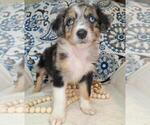 Puppy Kalmar Aussiedoodle-Australian Shepherd Mix