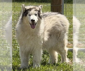Alaskan Malamute Dogs for adoption in Newfoundland, PA, USA