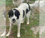 Small Great Pyrenees Mix