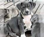 Small Photo #1 American Bully Puppy For Sale in RICHMOND, IN, USA