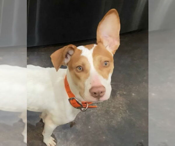 Medium Photo #3 Pointer-Unknown Mix Puppy For Sale in Alexander, AR, USA