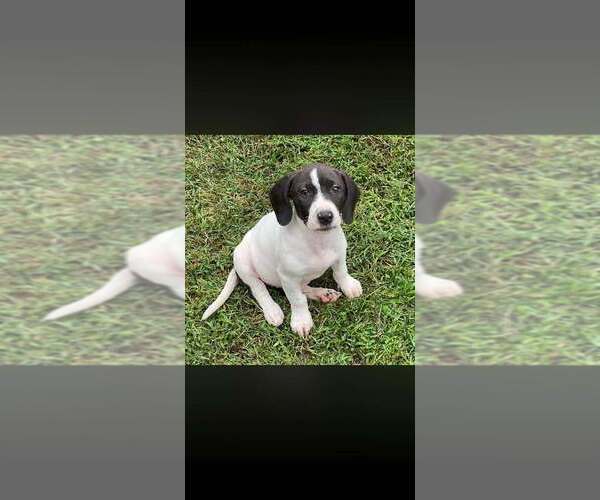 Medium Photo #7 Basset Hound-Unknown Mix Puppy For Sale in New York, NY, USA