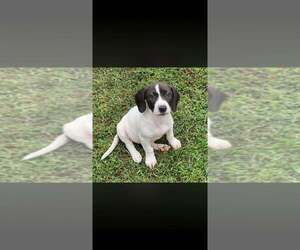Dolly (GA) - Female Basset Hound-Unknown Mix Dog for Adoption - Photo #7