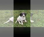 Small Photo #7 Basset Hound-Unknown Mix Puppy For Sale in New York, NY, USA