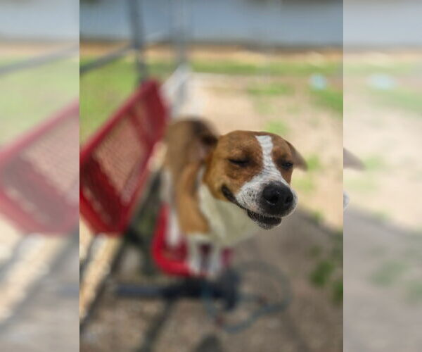 Medium Photo #4 Mutt Puppy For Sale in Crandall, GA, USA