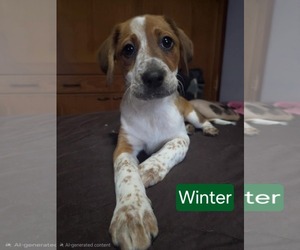 Mutt Dogs for adoption in Mechanicsburg, PA, USA