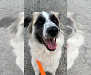 Anatolian Shepherd-Unknown Mix Dogs for adoption in Skokie, IL, USA