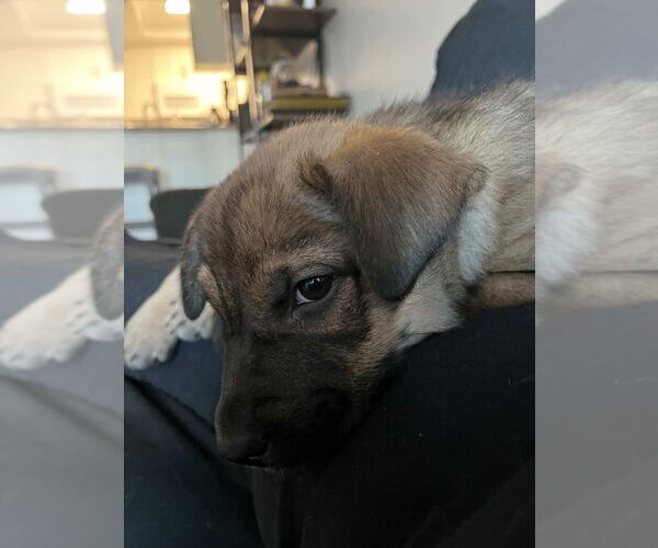 Medium Photo #3 Siberian Husky-Unknown Mix Puppy For Sale in Dana Point, CA, USA