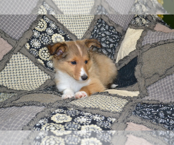 Medium Photo #8 Shetland Sheepdog Puppy For Sale in GREENWOOD, WI, USA