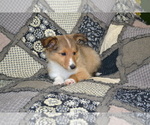 Small Photo #8 Shetland Sheepdog Puppy For Sale in GREENWOOD, WI, USA