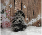 Small #3 Schnauzer (Miniature)