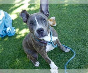 American Pit Bull Terrier Dogs for adoption in Tallahassee, FL, USA