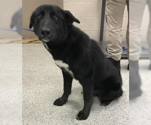 Labrador Retriever Dogs for adoption in Conroe, TX, USA