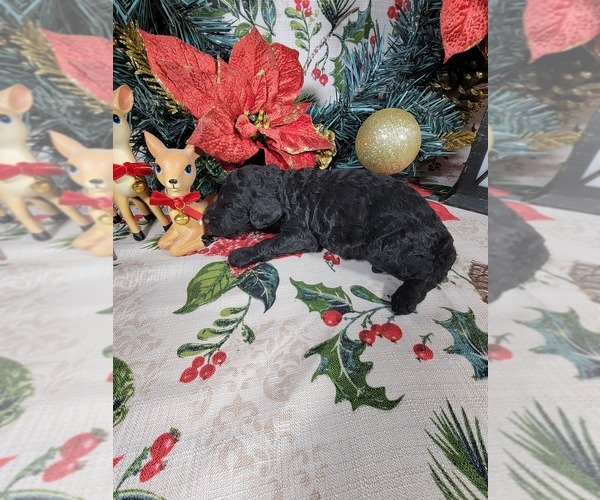 Medium Photo #43 Poodle (Toy) Puppy For Sale in BLACK FOREST, CO, USA