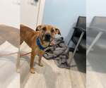 Small #19 Labrador Retriever Mix