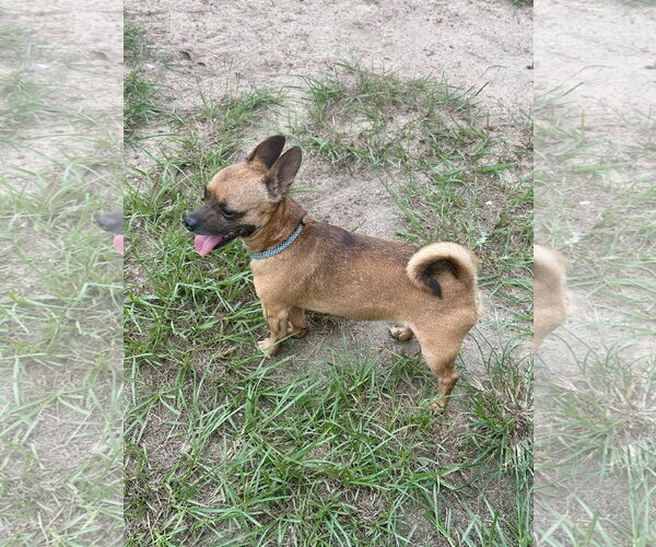 Medium Photo #4 Chihuahua-Unknown Mix Puppy For Sale in Eastman, GA, USA