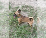 Small #3 Chihuahua Mix