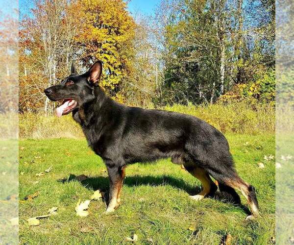 Medium Photo #1 German Shepherd Dog Puppy For Sale in PORTLAND, OR, USA