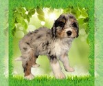 Small #13 Bernedoodle (Miniature)