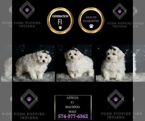 Maltipoo Puppy for sale in WARSAW, IN, USA
