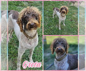 Poodle (Standard) Dogs for adoption in Blacksburg, SC, USA