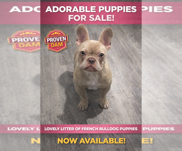 Medium Photo #1 French Bulldog Puppy For Sale in VALRICO, FL, USA