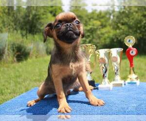 Brussels Griffon Puppy for sale in BROOKLYN, NY, USA
