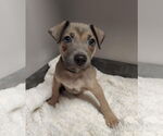 Small #1 American Pit Bull Terrier-Labrador Retriever Mix
