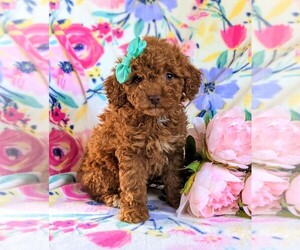 Cockapoo-Poodle (Miniature) Mix Puppy for sale in BIRD IN HAND, PA, USA