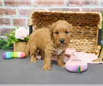 Small #10 Goldendoodle-Poodle (Toy) Mix