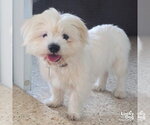 Small #1 Maltese Mix