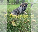 Small Photo #7 German Shepherd Dog Puppy For Sale in STOCKTON, IL, USA