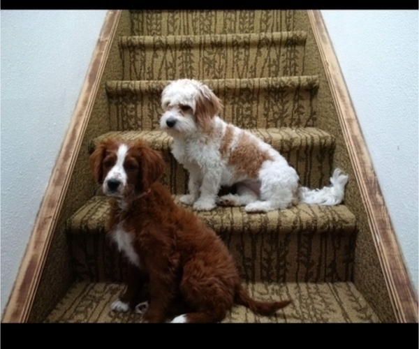 Medium Photo #1 Cavapoo Puppy For Sale in GILLETTE, WY, USA