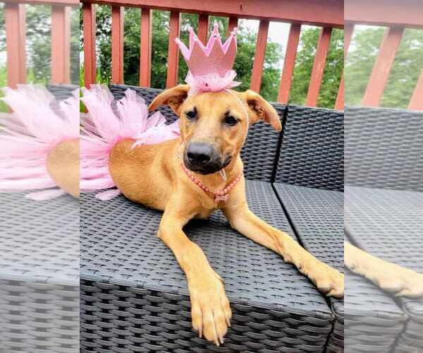 Medium Photo #6 Labsky Puppy For Sale in McDonough, GA, USA