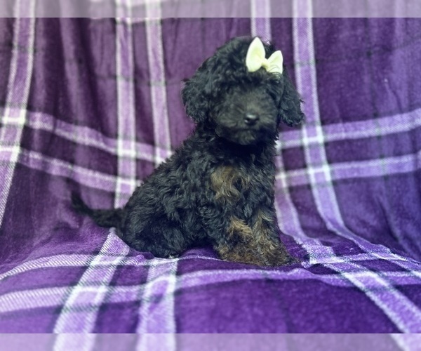 Medium Photo #6 Cavapoo Puppy For Sale in LAKELAND, FL, USA