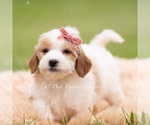 Small #3 Goldendoodle (Miniature)