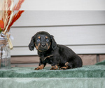 Puppy Flora Dachshund