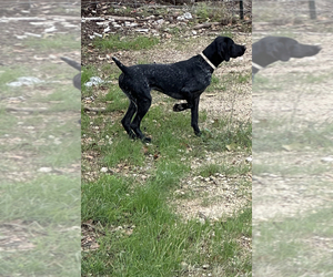 German Shorthaired Pointer Puppy for Sale in KERRVILLE, Texas USA