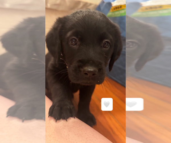 Medium Photo #8 Golden Labrador Puppy For Sale in COLUMBUS, NJ, USA