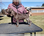 Small Photo #1 German Shorthaired Pointer Puppy For Sale in NORTH JUDSON, IN, USA