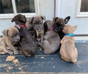French Bulldog-Poodle (Miniature) Mix Puppy for Sale in ROMEOVILLE, Illinois USA