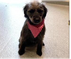 Dachshund-Unknown Mix Dogs for adoption in Orange, CA, USA