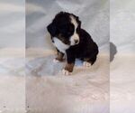 Small Photo #13 Bernese Mountain Dog Puppy For Sale in MEMPHIS, MO, USA
