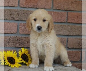 Golden Retriever Puppy for sale in FREDERICKSBG, OH, USA