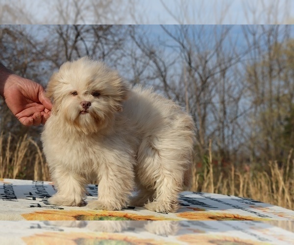 Medium Photo #2 ShihPoo Puppy For Sale in DYERSBURG, TN, USA