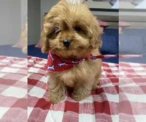 Cavapoo-Poodle (Toy) Mix Puppy for sale in RICHMOND, IL, USA