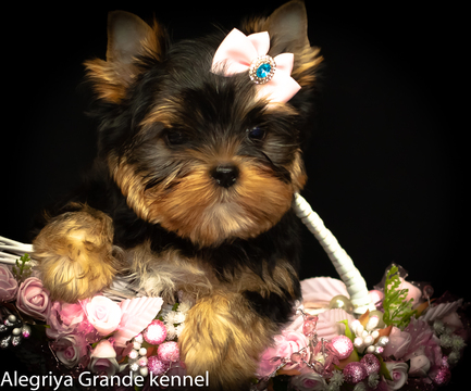 Medium Photo #1 Yorkshire Terrier Puppy For Sale in CULLOWHEE, NC, USA