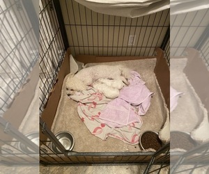 Bichon Frise Puppy for sale in FAYETTEVILLE, GA, USA