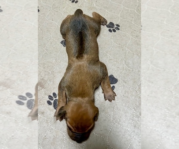 Medium Photo #15 Rhodesian Ridgeback Puppy For Sale in FAIRPLAY, CO, USA